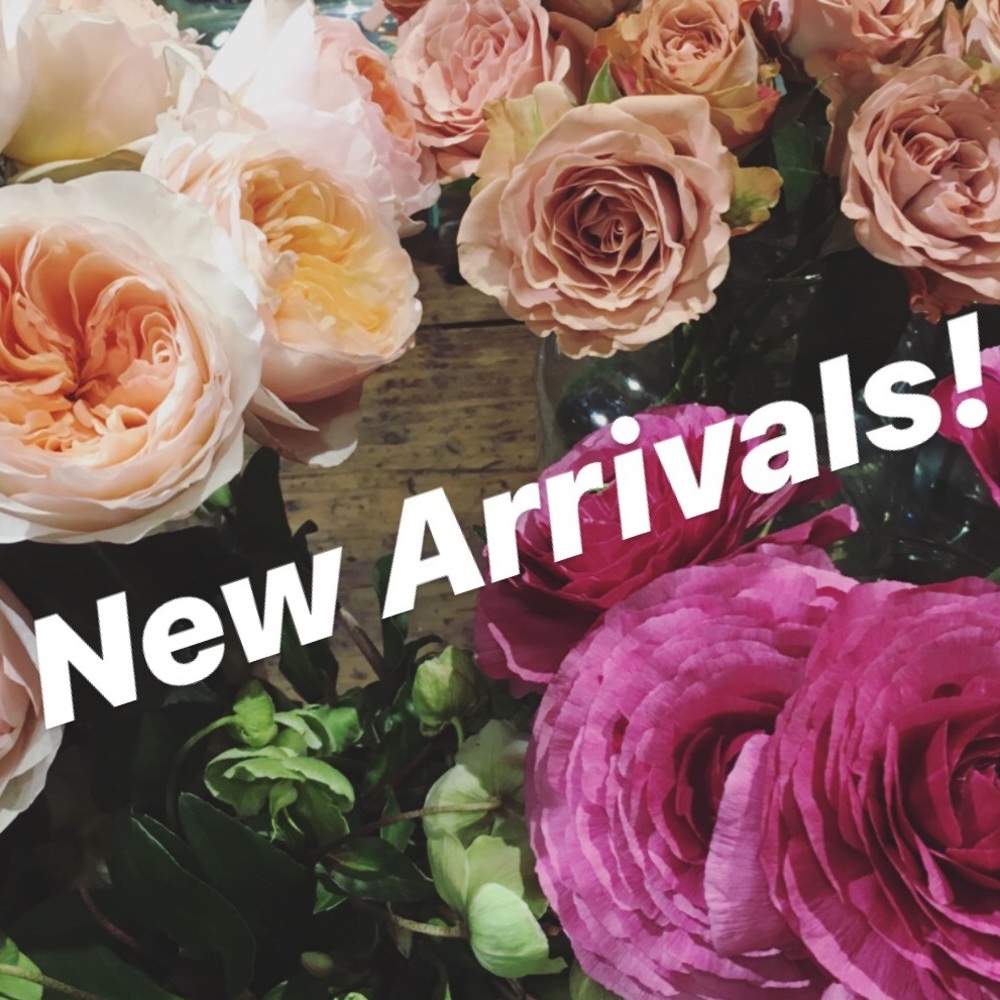 New Arrivals!